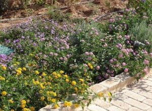 eidikes-periptwseis-300x225