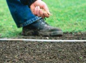 seeding_grown_620_310