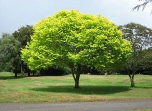 skiasi-drosismos-300x225